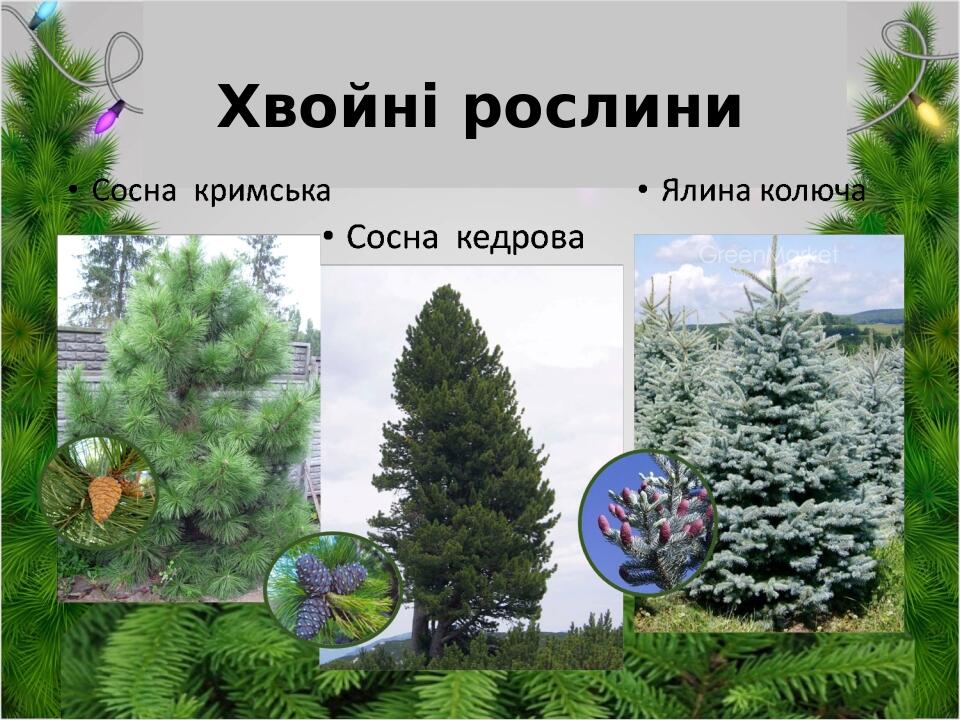Хвойні рослини
