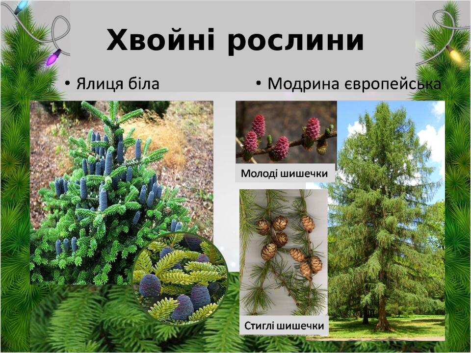 Хвойні рослини