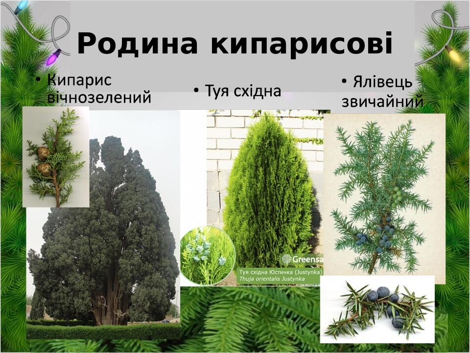 Родина кипарисові