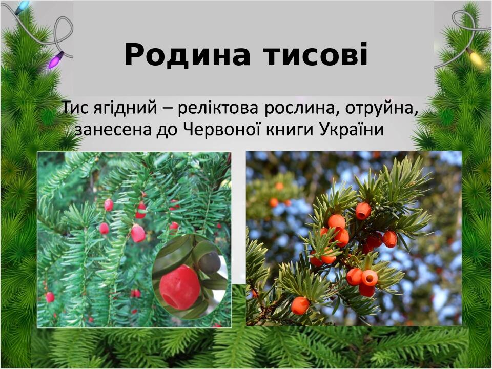 Родина тисові