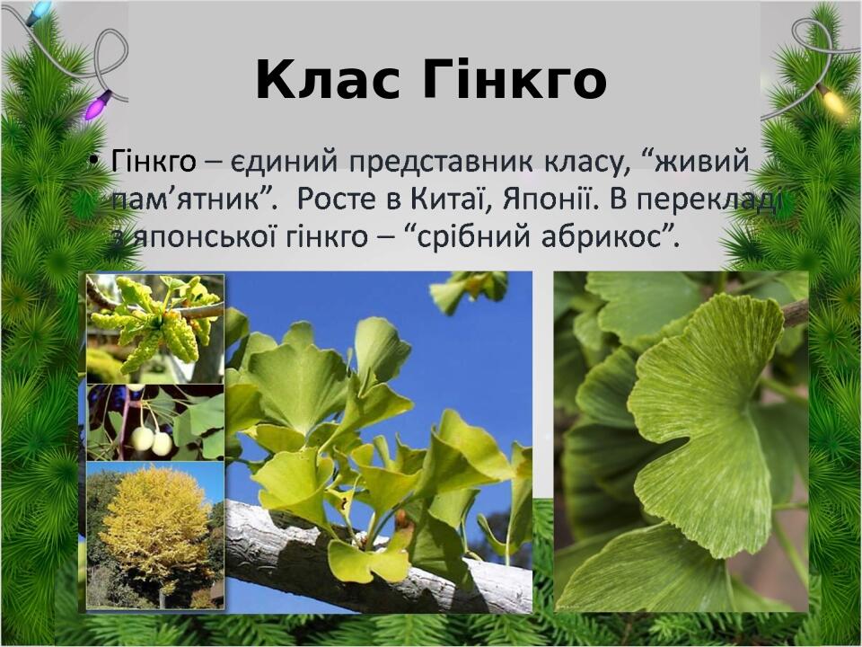 Клас Гінкго