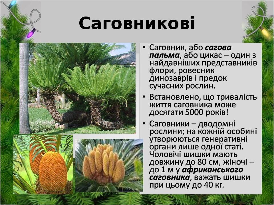 Саговникові