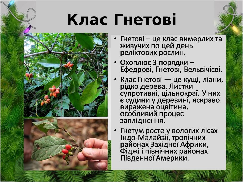 Клас Гнетові