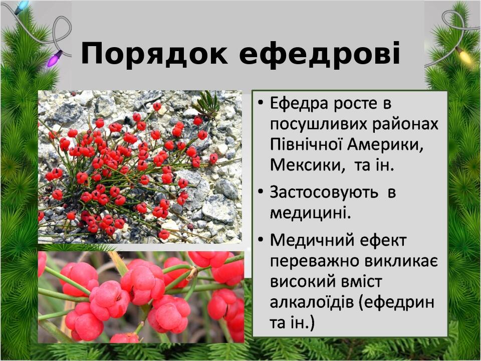 Порядок ефедрові