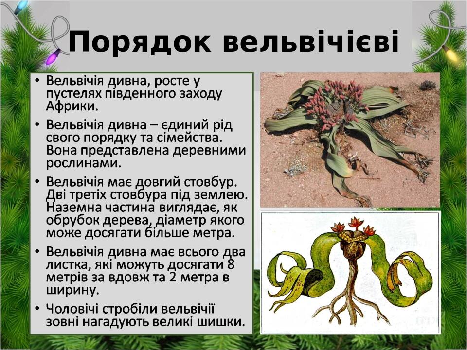Порядок вельвічієві