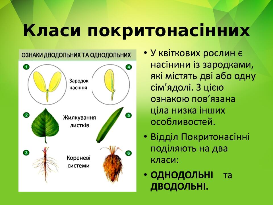 Класи покритонасінних
