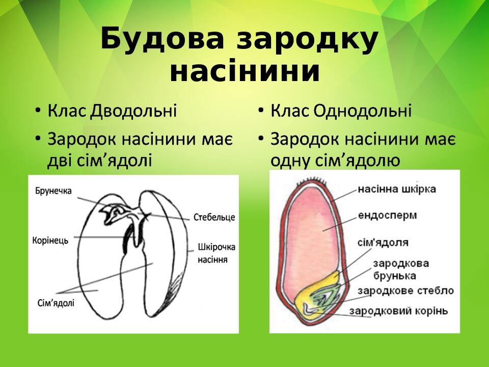 Будова зародку насінини