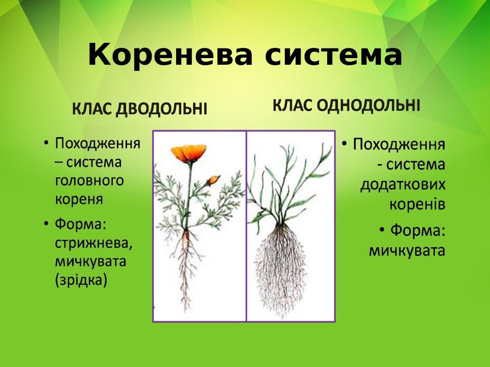 Коренева система