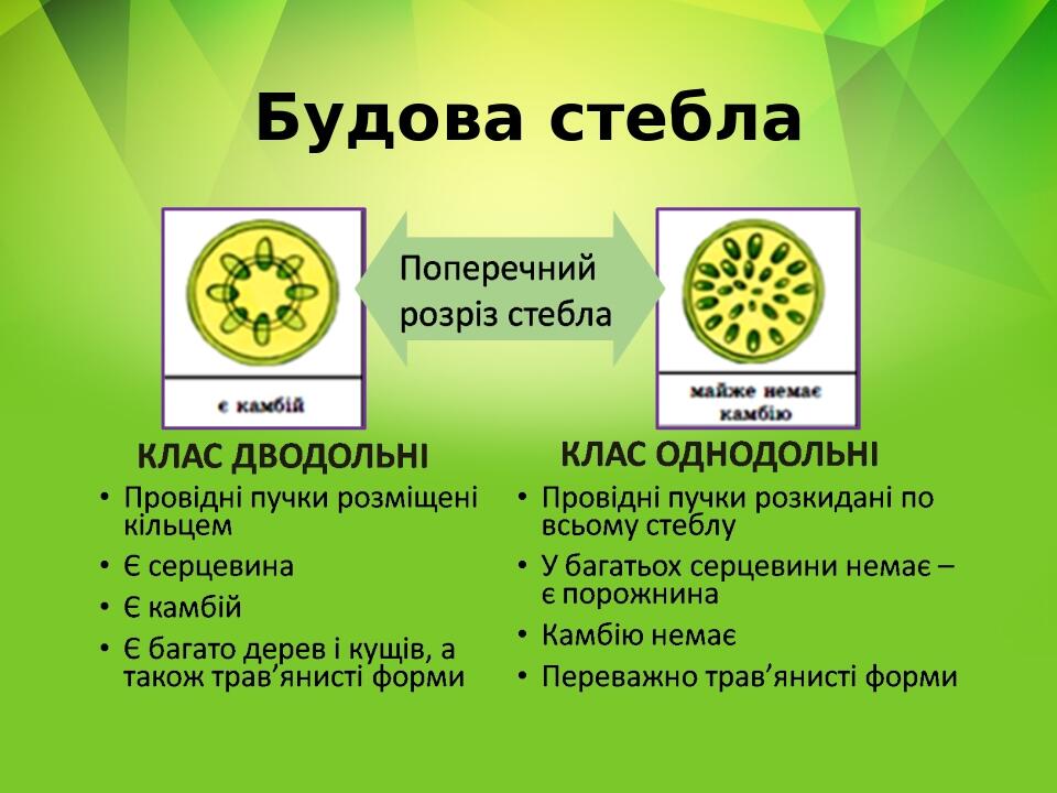 Будова стебла