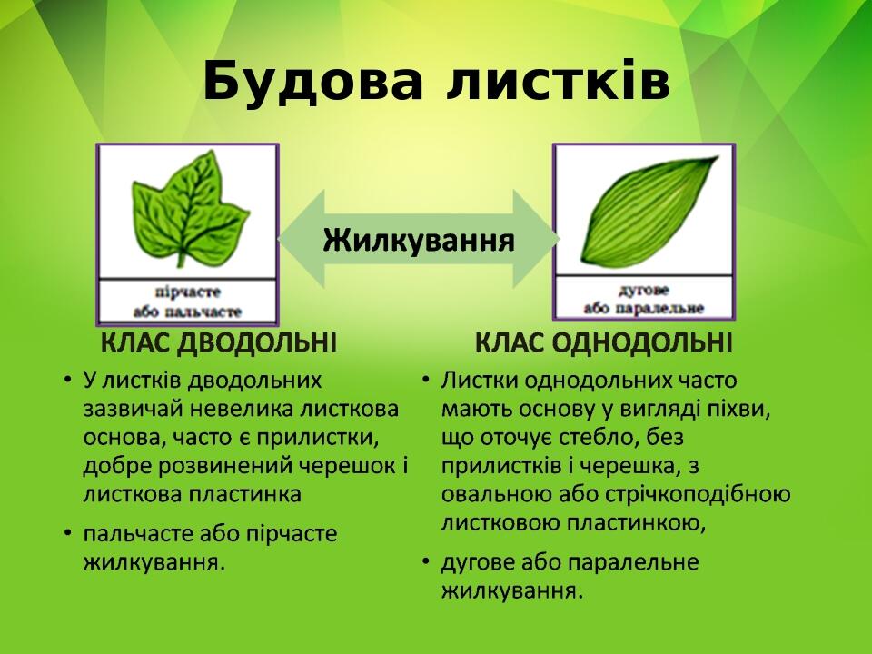 Будова листків