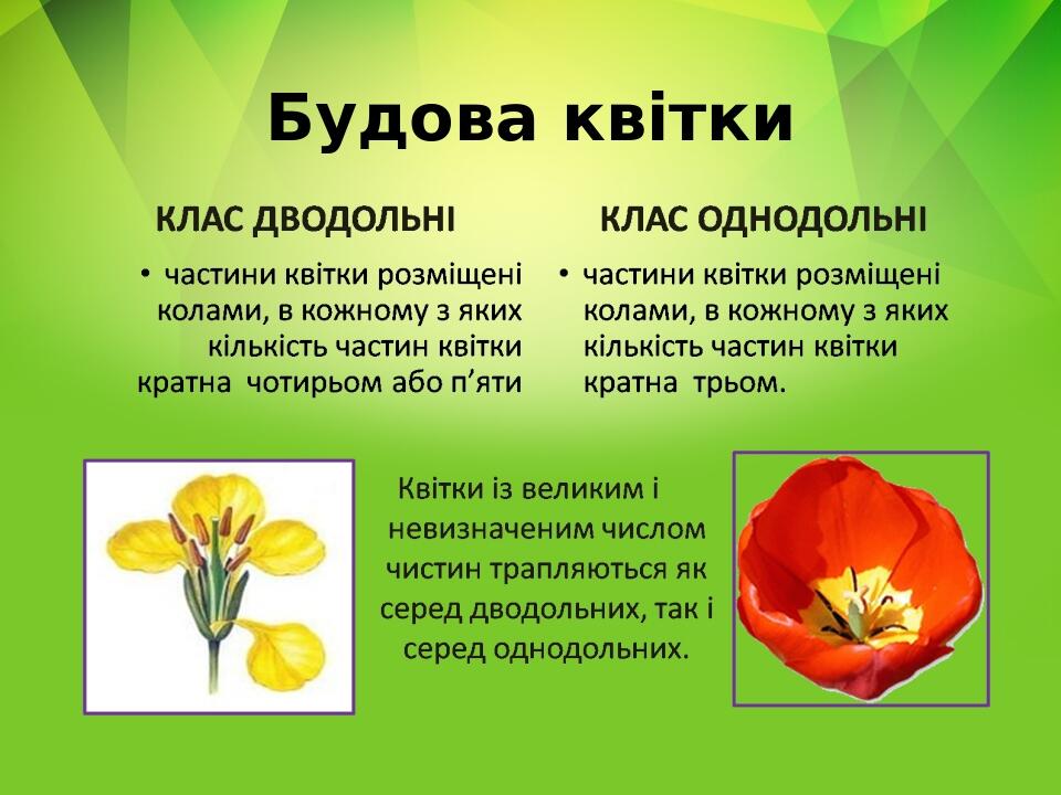 Будова квітки
