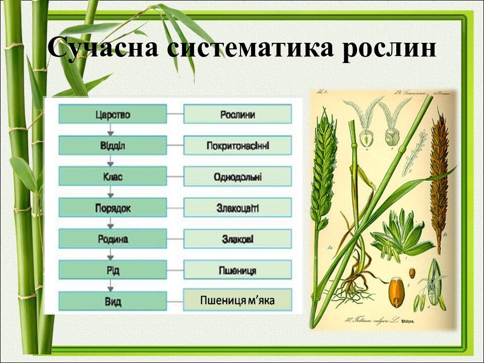 Сучасна систематика рослин