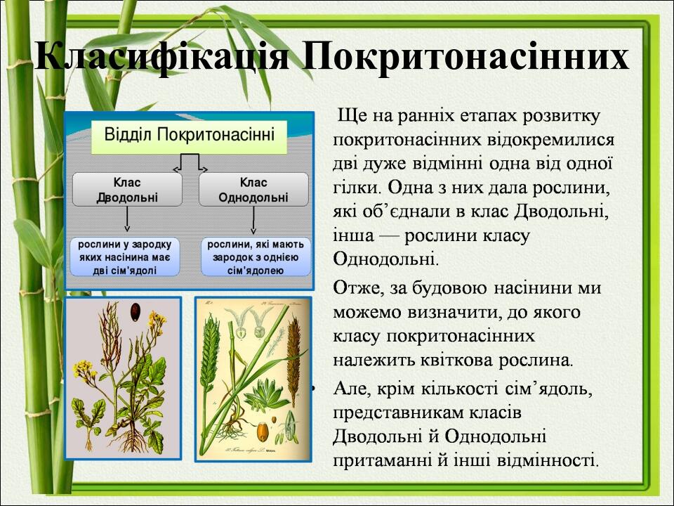 Класифікація Покритонасінних