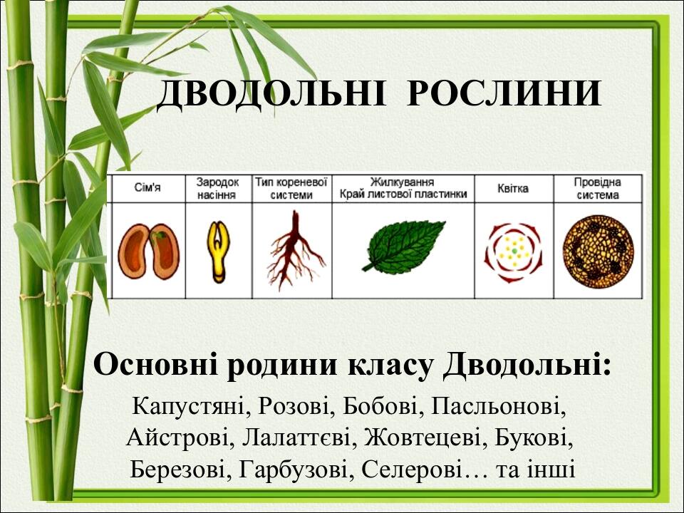 Дводольні рослини Основні родини класу Дводольні: Капустяні, Розові, Бобові, Пасльонові, Айстрові, Лалаттєві, Жовтецеві, Букові, Березові, Гарбузов...