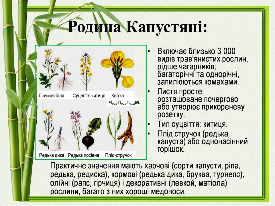 Родина Капустяні: