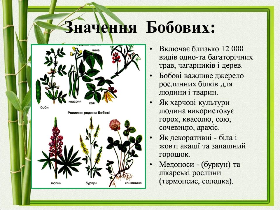 Значення Бобових:
