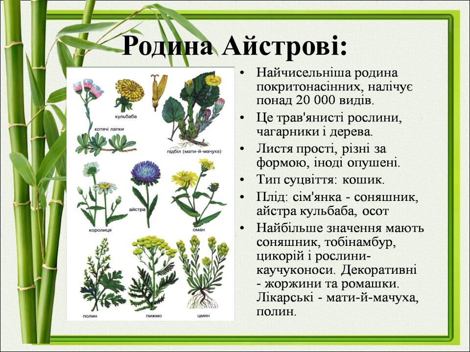 Родина Айстрові: