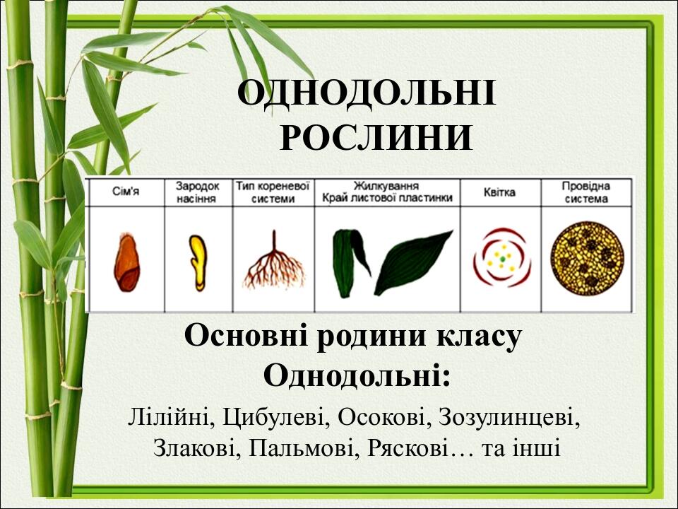 оДнодольні рослини Основні родини класу Однодольні: Лілійні, Цибулеві, Осокові, Зозулинцеві, Злакові, Пальмові, Ряскові… та інші