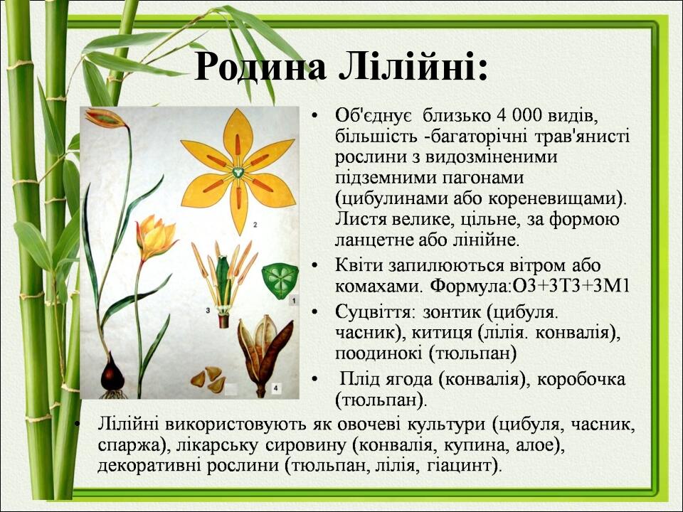 Родина Лілійні: