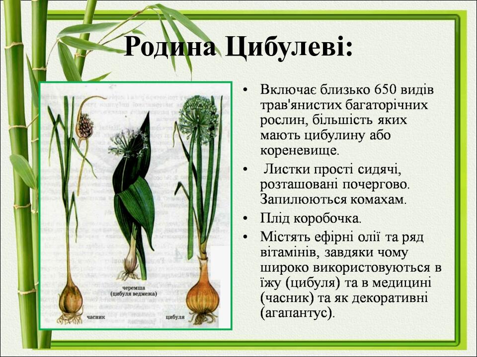 Родина Цибулеві: