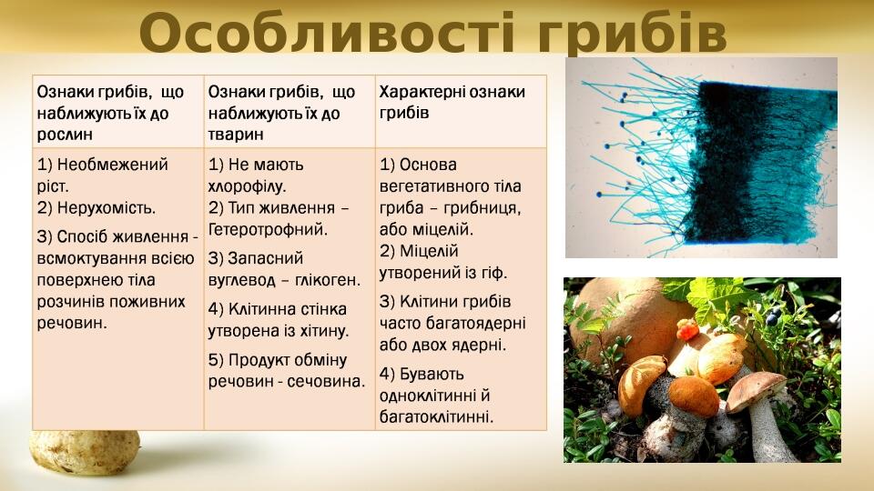 Особливості грибів