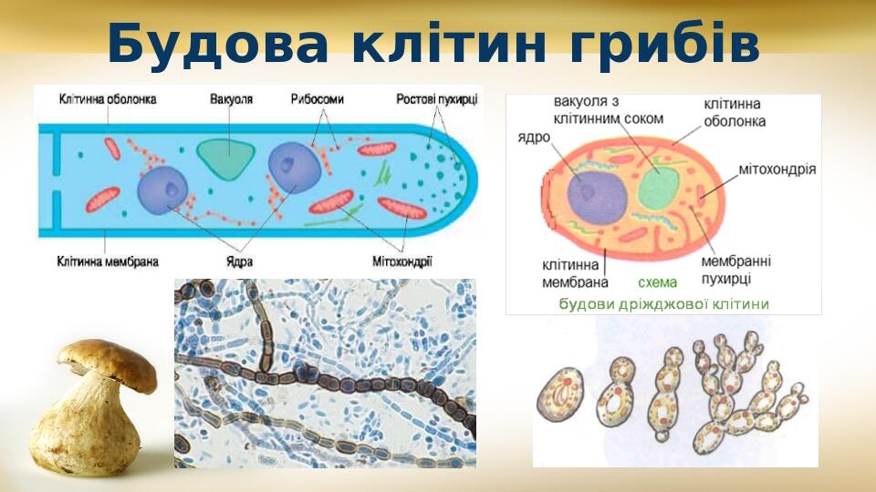 Будова клітин грибів