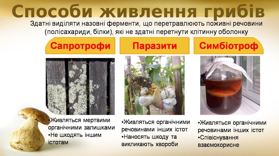 Способи живлення грибів