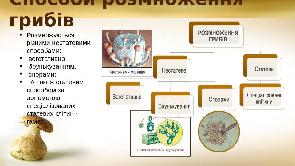 Способи розмноження грибів Розмножуються різними нестатевими способами: вегетативно, брунькуванням, спорами; А також статевим способом за допомогою...