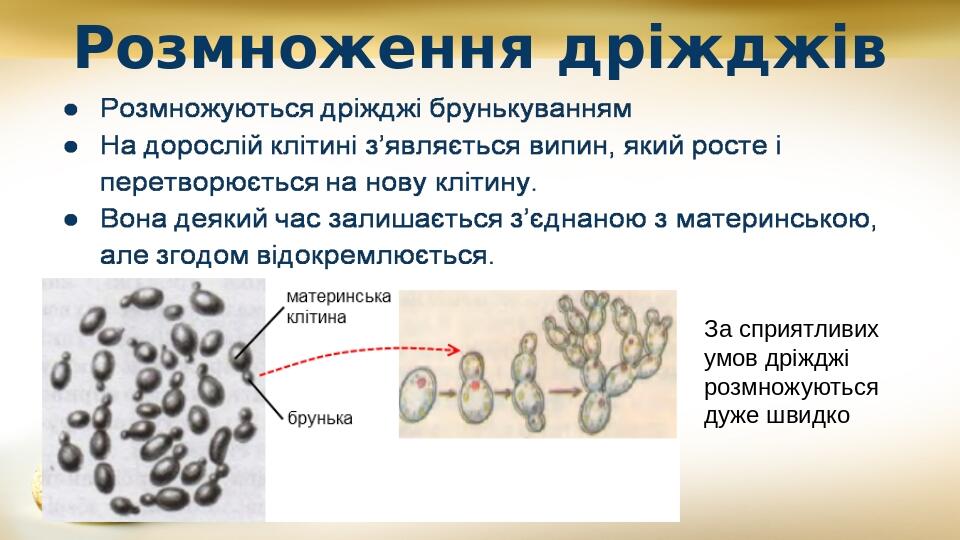 Розмноження дріжджів За сприятливих умов дріжджі розмножуються дуже швидко