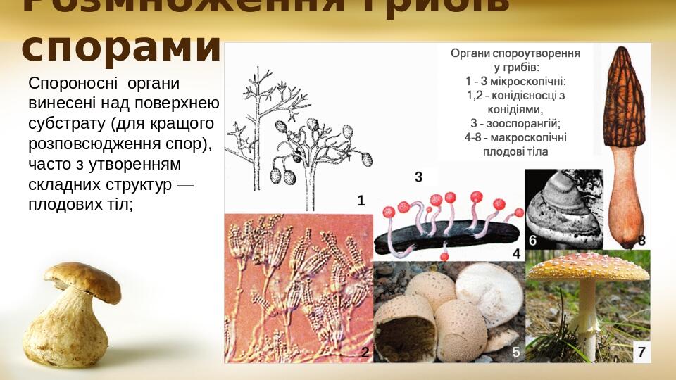 Розмноження грибів спорами Спороносні органи винесені над поверхнею субстрату (для кращого розповсюдження спор), часто з утворенням складних структ...