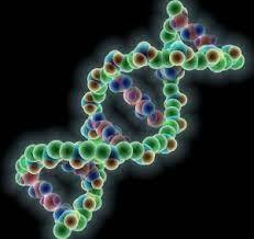 Молекулы ДНК являются лучшим накопителем для любой информации – ученые