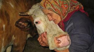 Плакала бабуся за корівкою -  Розлучитися прийшов час...