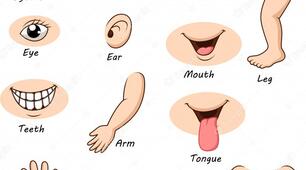 Тест " Parts of the body"
