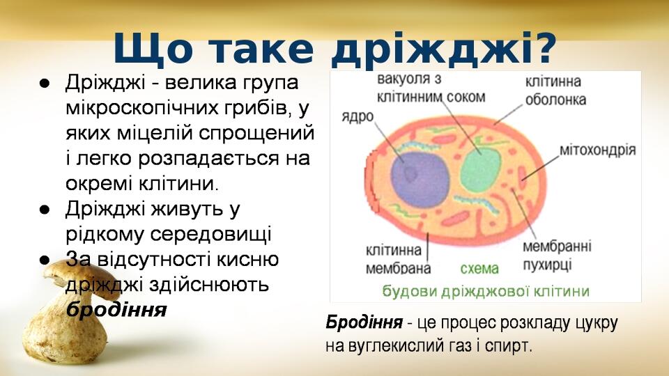 Що таке дріжджі?