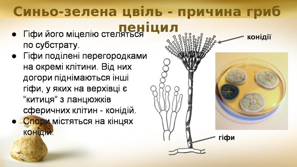 Синьо-зелена цвіль - причина гриб пеніцил