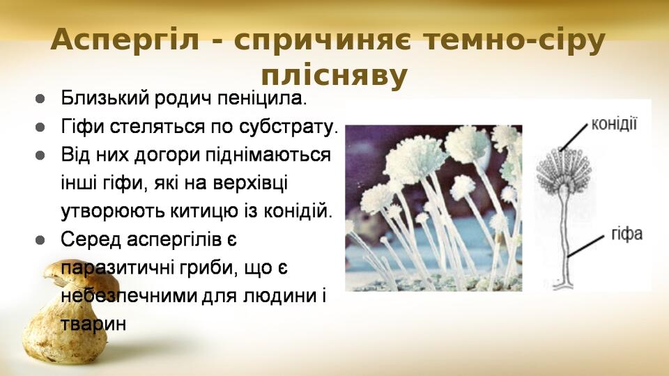 Аспергіл - спричиняє темно-сіру плісняву