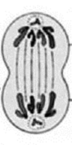 0201izzu-906a-72x145.png
