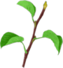 0201j0bp-cff6-90x98.png