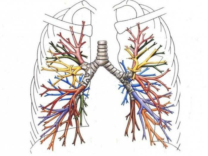 Структура бронхиального дерева имеющая в своих стенках хрящ