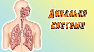 Дихальна система людини - YouTube