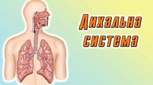 Фізіологія дихальної системи