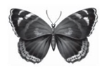 0201jdo4-cb26-150x110.png