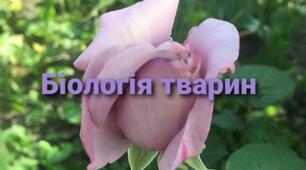 Нервова система тварин