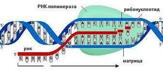 Транскрипция. Молекулярная биология. Часть 3 | Пикабу