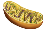0201jnbt-5ea0-194x133.png