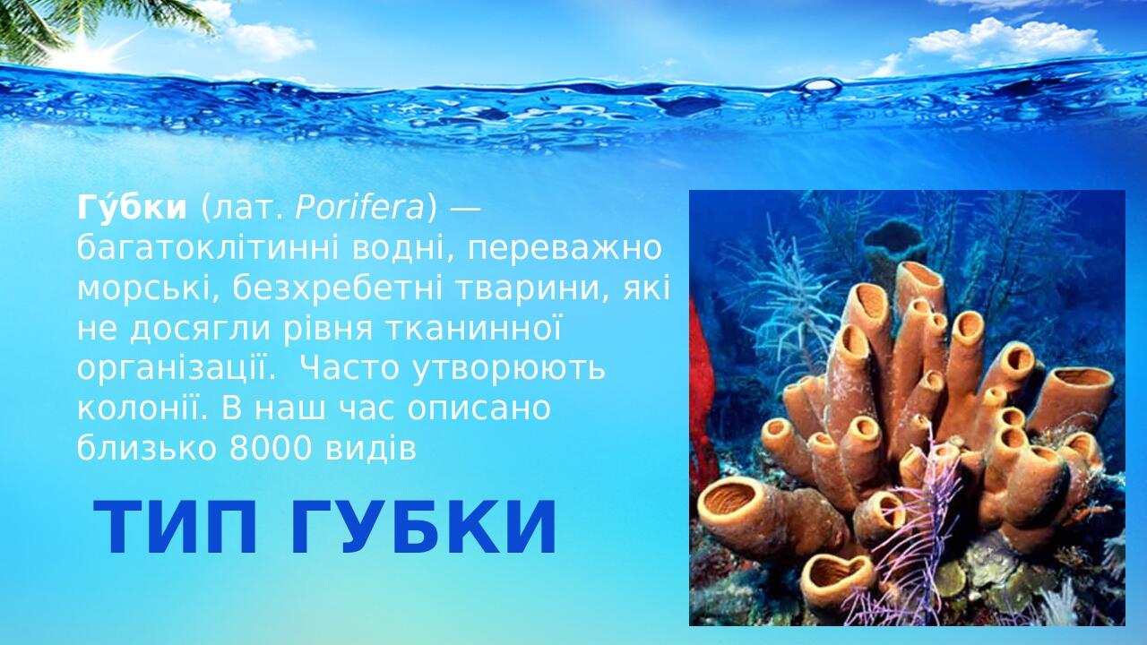 Тип Губки Гу́бки (лат. Porifera) — багатоклітинні водні, переважно морські, безхребетні тварини, які не досягли рівня тканинної організації. Часто ...