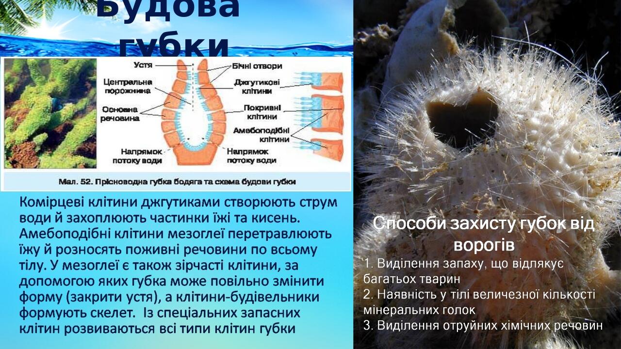Будова губки Your Picture Here And Send To Back Your Picture Here