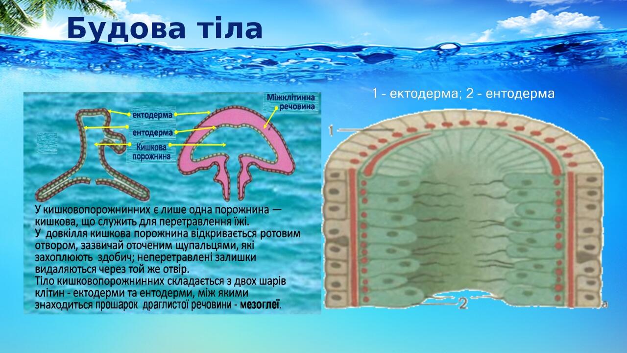 Будова тіла
