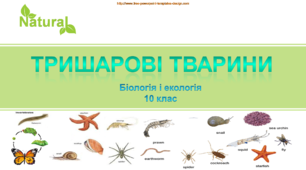 Презентація "Царство Тварини. Тришарові тварини"