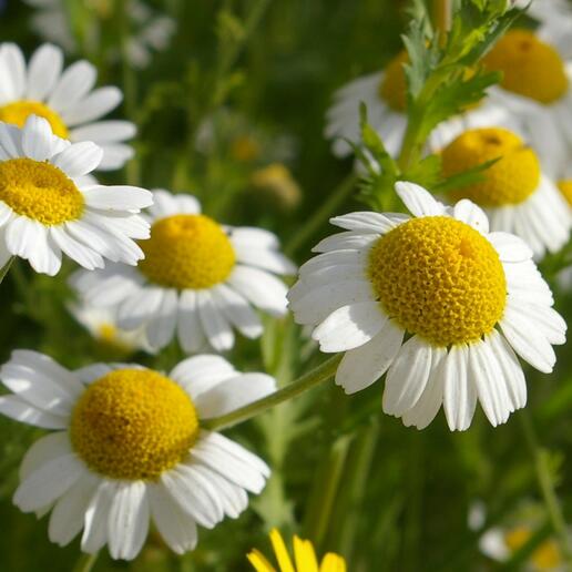 0201ju1d-3407-516x516.jpg